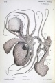 Thumbnail for version as of 10:16, 1 August 2009