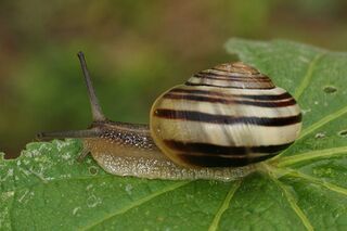 File:Escargot-des-jardins.jpg
