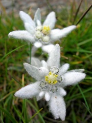 File:Fleur-edelweiss.jpg