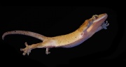 Gecko parachute 2.jpg