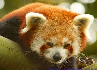 File:Panda rouge numéro 2 -2830.jpg
