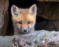 Thumbnail for version as of 11:07, 7 April 2011