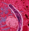 Thumbnail for version as of 14:23, 20 July 2014