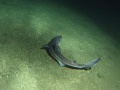 Thumbnail for version as of 09:15, 20 May 2014