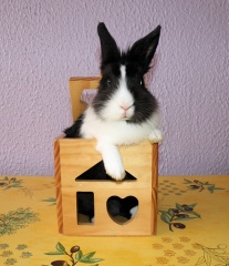 File:Lapin dans une boite-3557.jpg