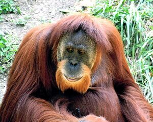 File:Orang-outan-de-sumatra.jpg
