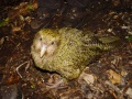 Le kakapo est un oiseau de Nouvelle Zélande en danger critique de disparition (il n'en resterait qu'un peu plus d'une centaine d'individus)