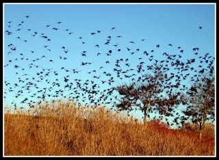 File:Oiseau migrateur migration-5604.jpg