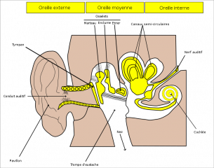 File:Oreille bonne.png