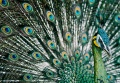 Thumbnail for version as of 23:37, 14 April 2009