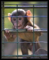 Thumbnail for version as of 15:52, 8 December 2009