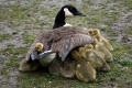 Baby geese and their mother