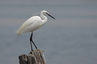File:Aigrette garzette au lac sud de Tunis (site RAMSAR).jpg