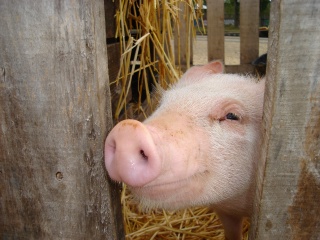 File:Cochon à Bobigny-1550.jpg