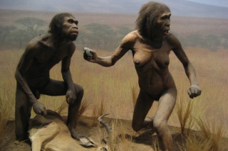 File:Homo ergaster.jpg