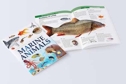 Animals Marine Animals Knowledge Encyclopedia For Children - Encyclopédie animaux.jpg