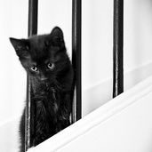 Chaton-5764.jpg