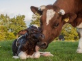 Baby cow and its mother