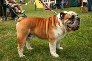 File:Bouledogue anglais-Bulldog.jpg