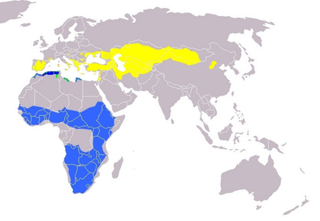 File:Falco naumanni distribution.png