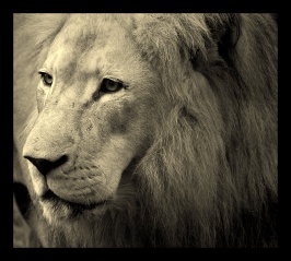 File:Lion-1785.jpg