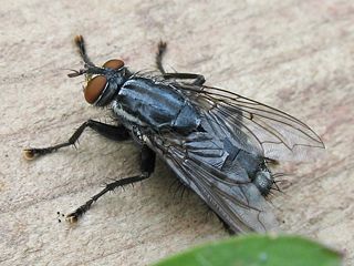 File:Mouche sarcophage-2432.jpg