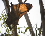 Renard volant 2.jpg