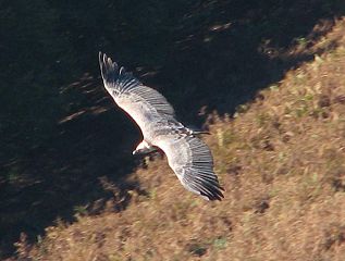 File:Vautour choisis par Samuel-5169.jpg