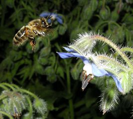 File:Abeille en vol-1714.jpg