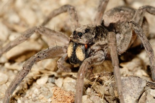 File:Wolf spider-araignée loup (Lycosidae).jpg
