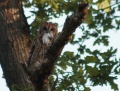 Thumbnail for version as of 07:29, 30 May 2011