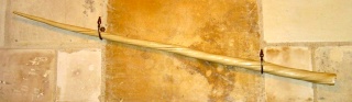 File:Dent de narval.jpg