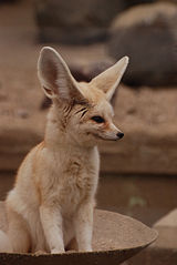 File:Jeune fennec-4551.jpg