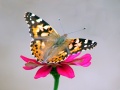 Thumbnail for version as of 10:21, 5 December 2009