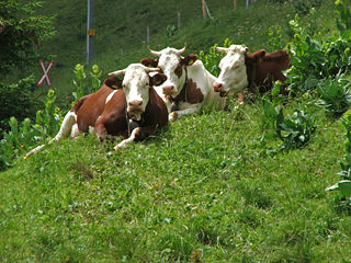 File:Trois vaches-6294.jpg