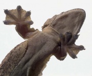 Gecko parachute 1.jpg
