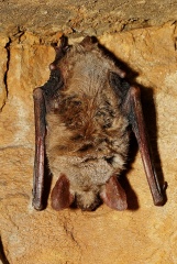 File:Murin 1.jpg