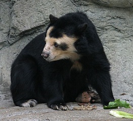 File:Ours à lunettes (Tremarctos ornatus).jpg