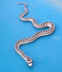 File:Serpent-8303.jpg