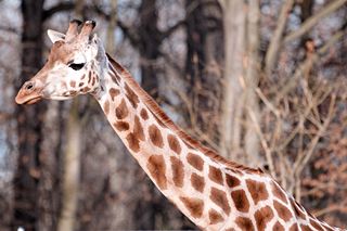 File:Girafe-9404.jpg