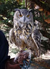 File:Hibou-1707.jpg