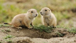 File:Marmotte.jpg