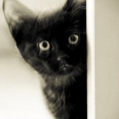 File:Petit chatons noir trop mingnon-4462.jpg