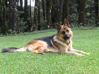 File:Chien-Berger allemand-3927.jpg