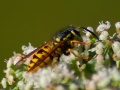 Thumbnail for version as of 13:47, 4 June 2014