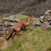 Renard-8704.jpg