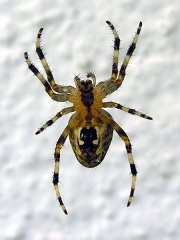 File:AraNa Spider.jpg