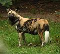 Thumbnail for version as of 15:07, 21 February 2009