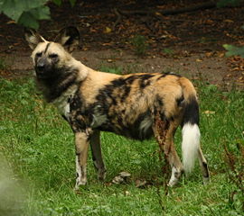 File:Lycaon-3458.jpg