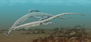 File:Pleurosaure-Pleurosaurus goldfussi.jpg